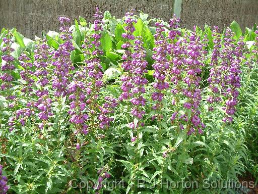 Penstemon Purple Passion 